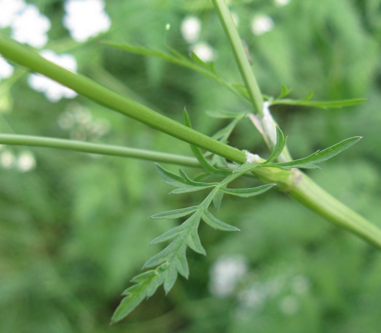 Anthriscus sylvestris / Cerfoglio selvatico